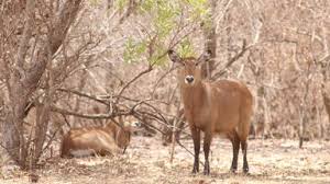 Parc National Niokolo-Koba